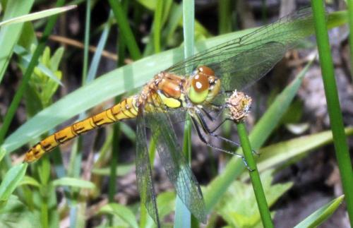 Sympetrum striolatum